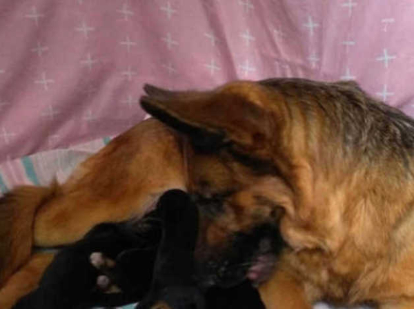 German Shepherd puppy
