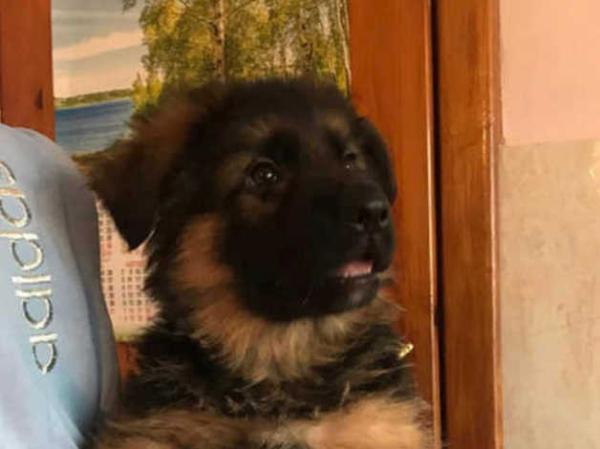 German Shepherd puppy