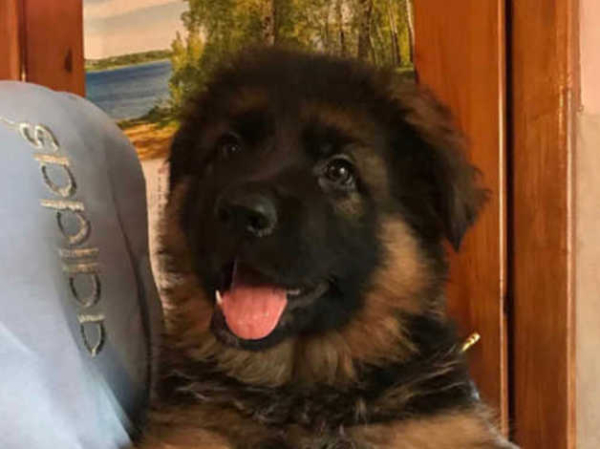 German Shepherd puppy