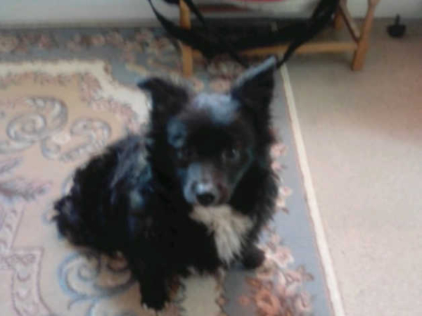 NON MOULTING short legged SMALL POM MIX POODLE in London