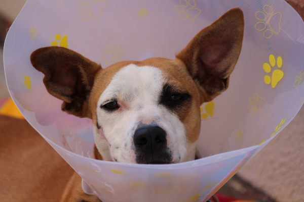 Vaccinations For Dogs