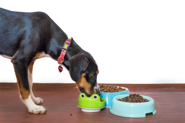 Cost of Dog Food
