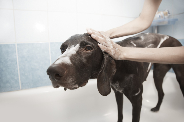 Bathing a Dog