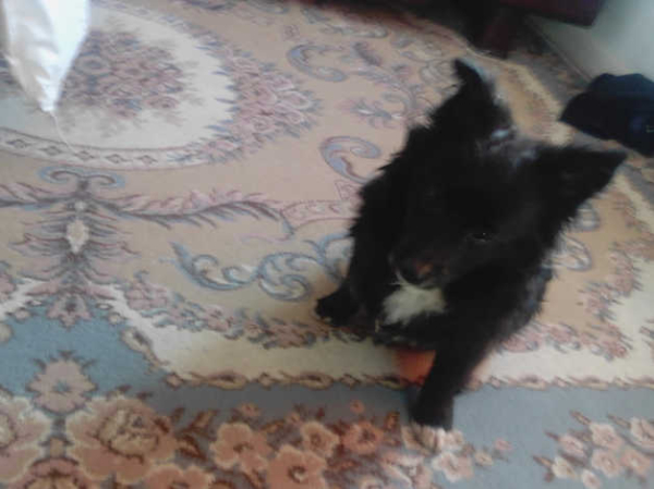 NON MOULTING short legged SMALL POM MIX POODLE in London
