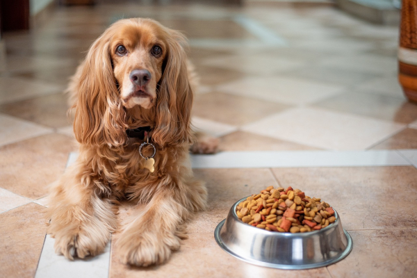Your Vet: The Perfect Resource to Educate You About Your Dog's Diet