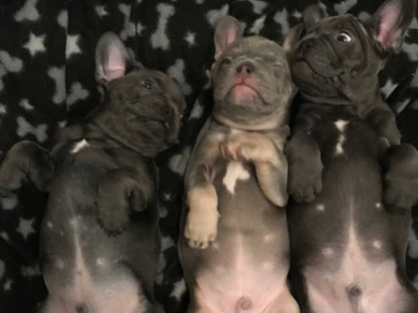 French bull dogs in Swansea
