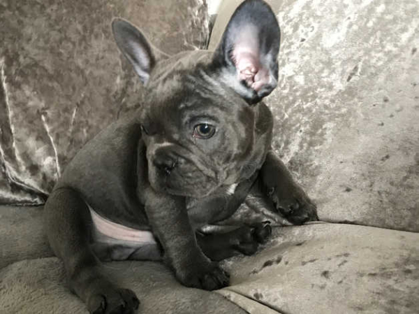 French bull dogs in Swansea