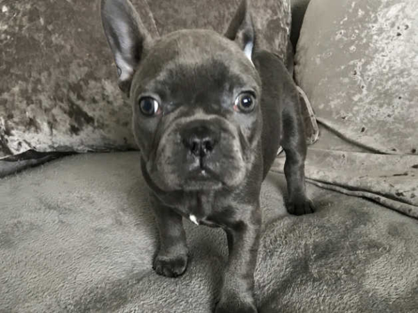 French bull dogs in Swansea