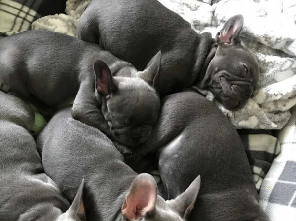 French bull dogs in Swansea
