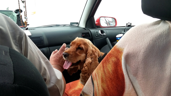 Things to consider when travelling with your pet.