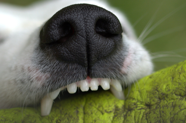 Oral Health For Dogs