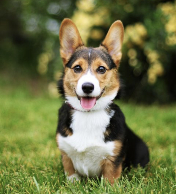 Pembroke Welsh Corgi