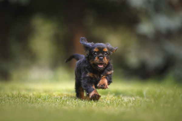 Exercise for your puppy