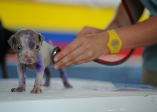 First Vet Visit For Puppies