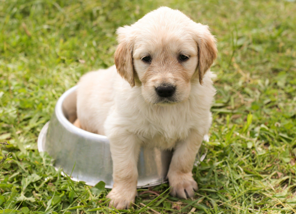 Learning To Housetrain Your Puppy