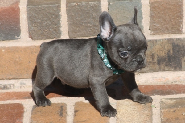 New litter of beautiful French bulldog pups Pups are now ready