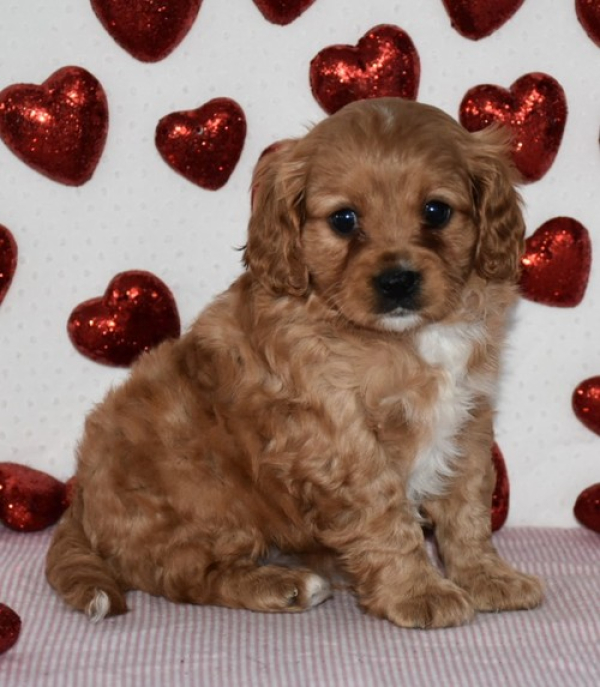 Gorgeous Cavapoo beautful  playful puppies