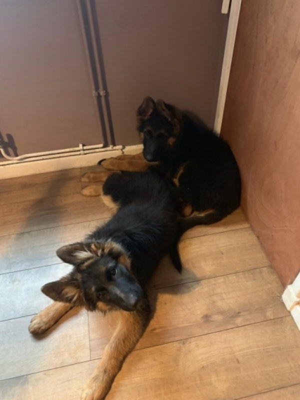 Pedigree German Shepherd puppies