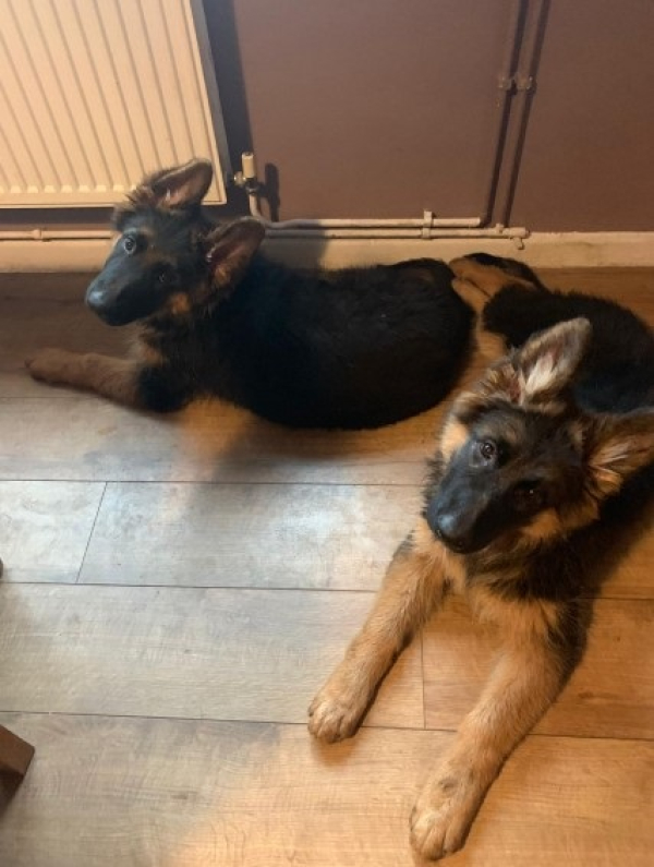 Pedigree German Shepherd puppies