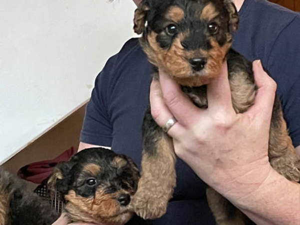 puppies for sale