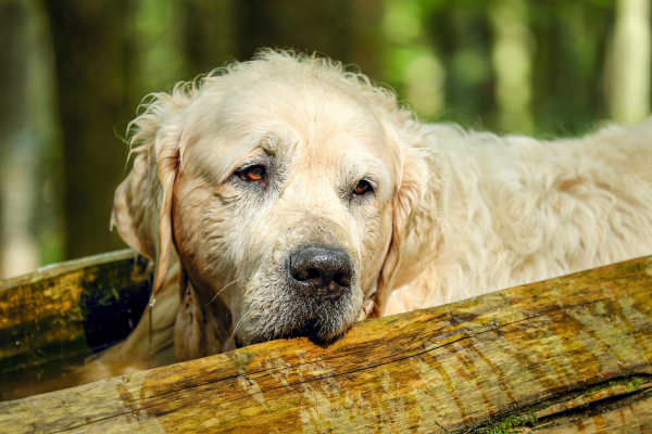 How To Care for Your Older Dog