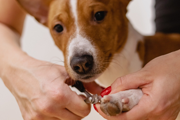 Clipping a Dog